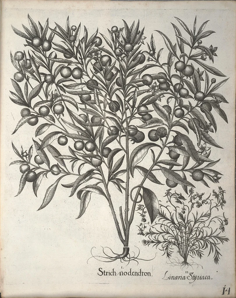 An illustration from Hortus Eystettensis, sive, Diligens et accurata omnium plantarum, florum, stirpium ?ex variis orbis terrae partibus, singulari studio collectarum, quae in celeberrimis viridariis arcem episcopalem ibidem cingentibus, olim conspiciebantur delineatio et ad vivum repraesentatio et advivum repraesentatio opera., 1640, leaf 166