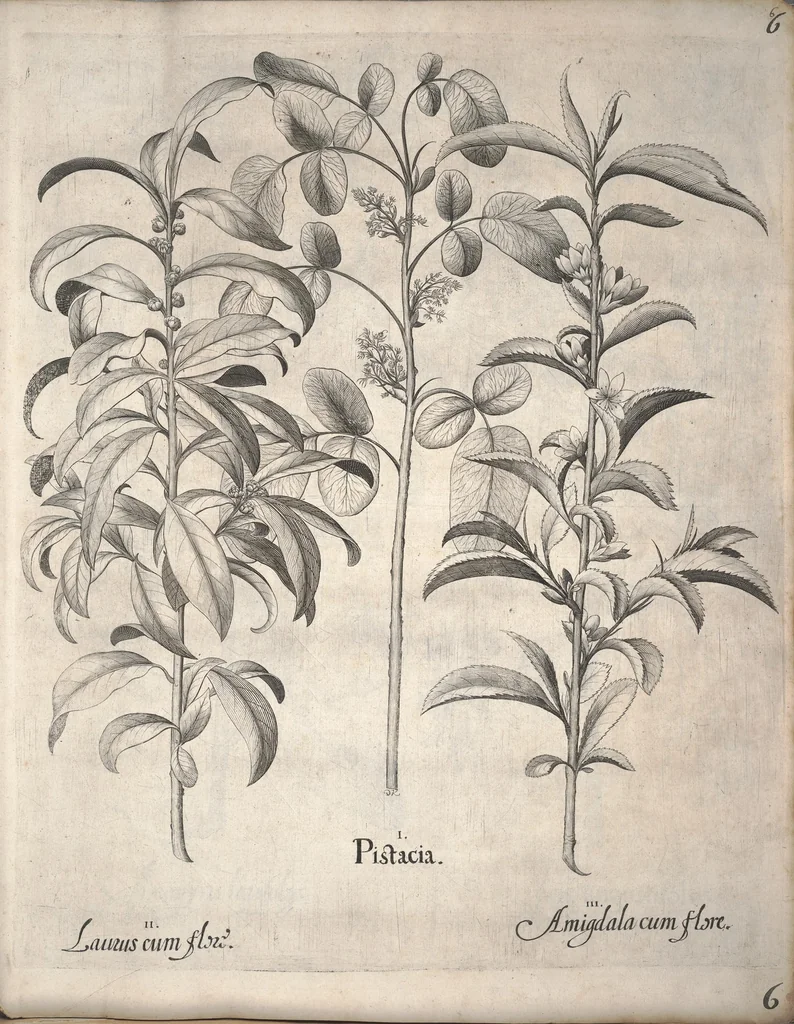 An illustration from Hortus Eystettensis, sive, Diligens et accurata omnium plantarum, florum, stirpium ?ex variis orbis terrae partibus, singulari studio collectarum, quae in celeberrimis viridariis arcem episcopalem ibidem cingentibus, olim conspiciebantur delineatio et ad vivum repraesentatio et advivum repraesentatio opera., 1640, leaf 17
