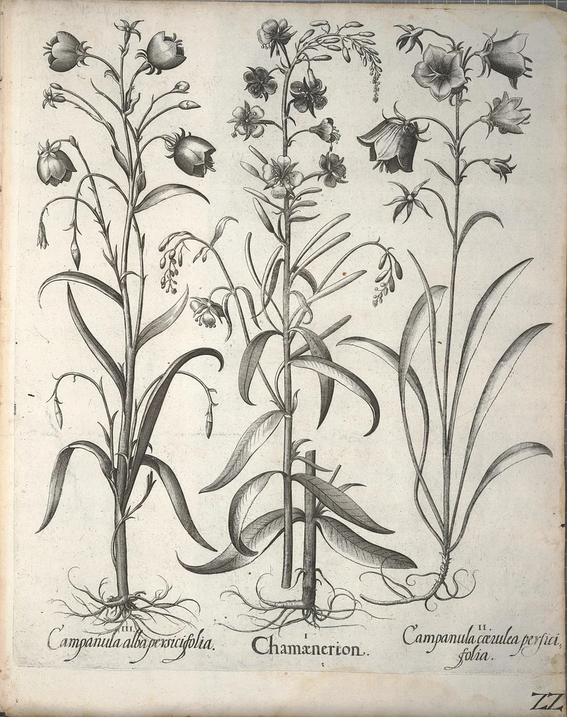 An illustration from Hortus Eystettensis, sive, Diligens et accurata omnium plantarum, florum, stirpium ?ex variis orbis terrae partibus, singulari studio collectarum, quae in celeberrimis viridariis arcem episcopalem ibidem cingentibus, olim conspiciebantur delineatio et ad vivum repraesentatio et advivum repraesentatio opera., 1640, leaf 174