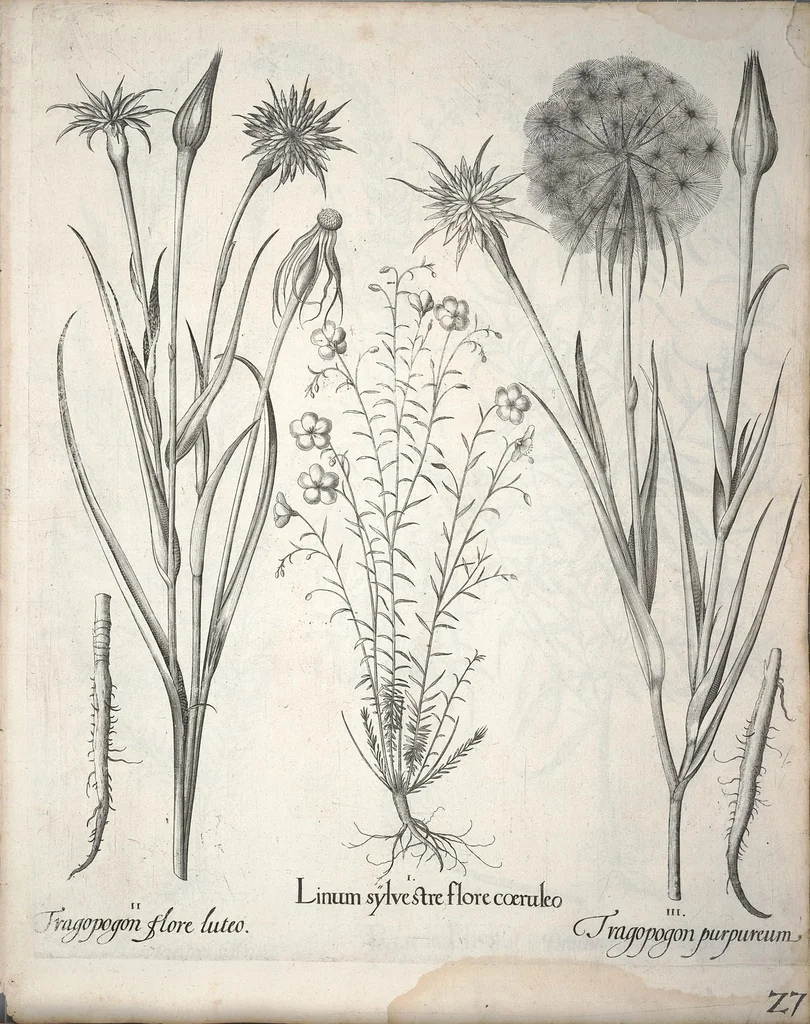An illustration from Hortus Eystettensis, sive, Diligens et accurata omnium plantarum, florum, stirpium ?ex variis orbis terrae partibus, singulari studio collectarum, quae in celeberrimis viridariis arcem episcopalem ibidem cingentibus, olim conspiciebantur delineatio et ad vivum repraesentatio et advivum repraesentatio opera., 1640, leaf 179