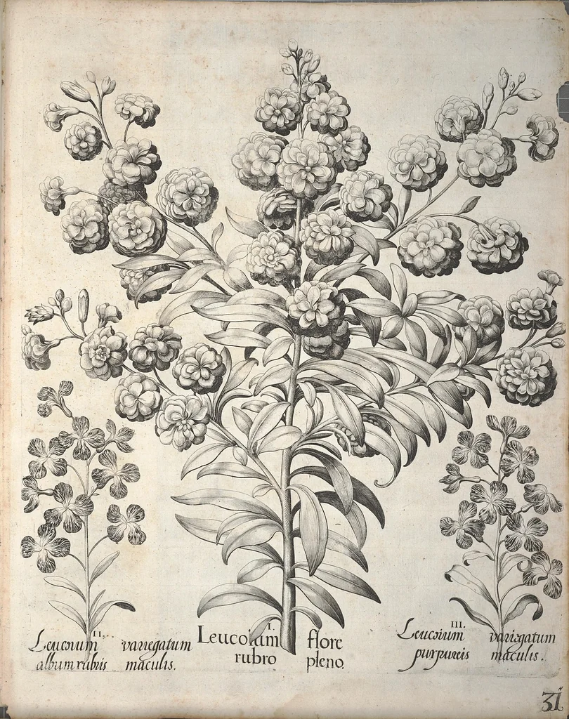 An illustration from Hortus Eystettensis, sive, Diligens et accurata omnium plantarum, florum, stirpium ?ex variis orbis terrae partibus, singulari studio collectarum, quae in celeberrimis viridariis arcem episcopalem ibidem cingentibus, olim conspiciebantur delineatio et ad vivum repraesentatio et advivum repraesentatio opera., 1640, leaf 183