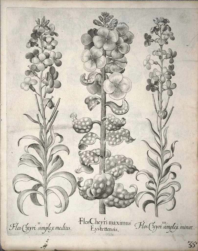 An illustration from Hortus Eystettensis, sive, Diligens et accurata omnium plantarum, florum, stirpium ?ex variis orbis terrae partibus, singulari studio collectarum, quae in celeberrimis viridariis arcem episcopalem ibidem cingentibus, olim conspiciebantur delineatio et ad vivum repraesentatio et advivum repraesentatio opera., 1640, leaf 187