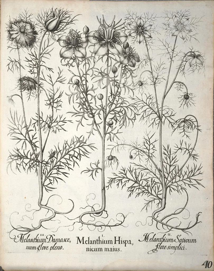 An illustration from Hortus Eystettensis, sive, Diligens et accurata omnium plantarum, florum, stirpium ?ex variis orbis terrae partibus, singulari studio collectarum, quae in celeberrimis viridariis arcem episcopalem ibidem cingentibus, olim conspiciebantur delineatio et ad vivum repraesentatio et advivum repraesentatio opera., 1640, leaf 192