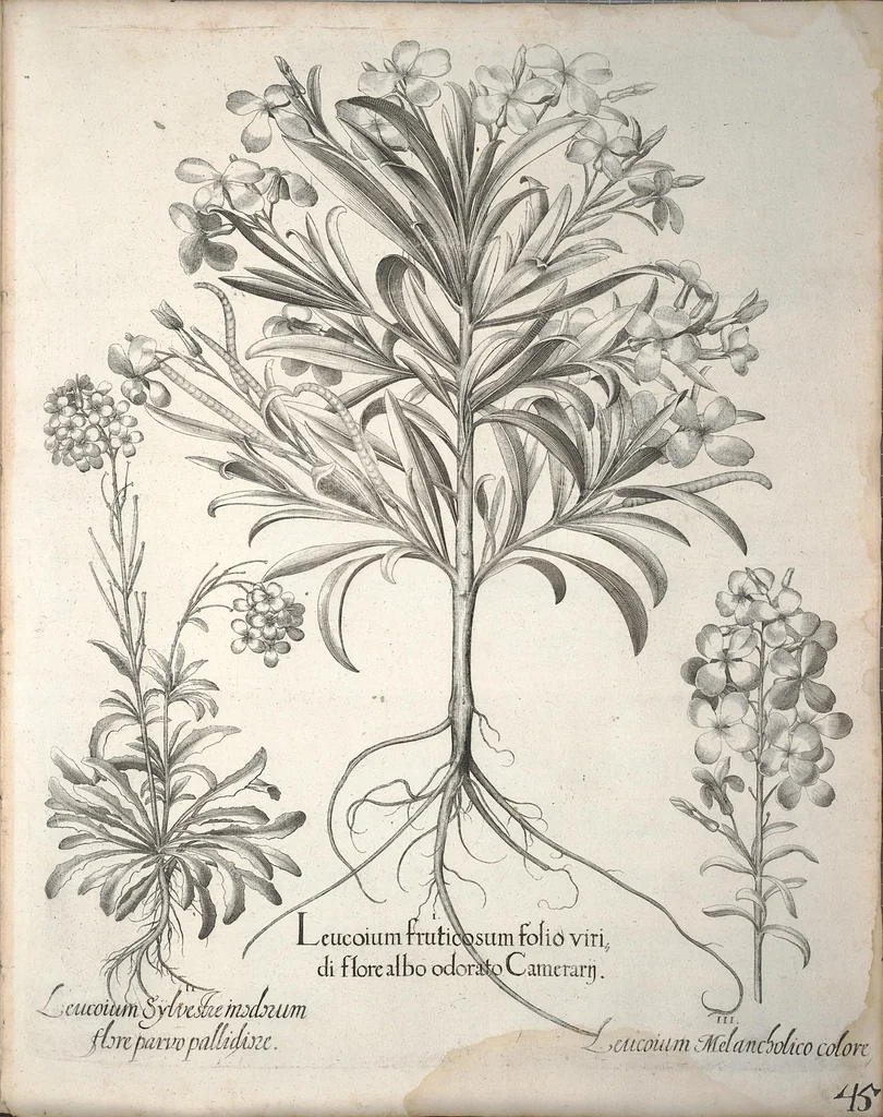 An illustration from Hortus Eystettensis, sive, Diligens et accurata omnium plantarum, florum, stirpium ?ex variis orbis terrae partibus, singulari studio collectarum, quae in celeberrimis viridariis arcem episcopalem ibidem cingentibus, olim conspiciebantur delineatio et ad vivum repraesentatio et advivum repraesentatio opera., 1640, leaf 197