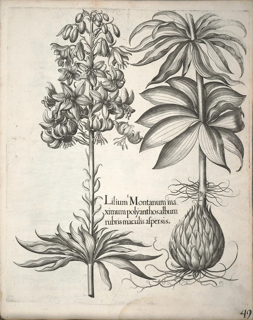 An illustration from Hortus Eystettensis, sive, Diligens et accurata omnium plantarum, florum, stirpium ?ex variis orbis terrae partibus, singulari studio collectarum, quae in celeberrimis viridariis arcem episcopalem ibidem cingentibus, olim conspiciebantur delineatio et ad vivum repraesentatio et advivum repraesentatio opera., 1640, leaf 201