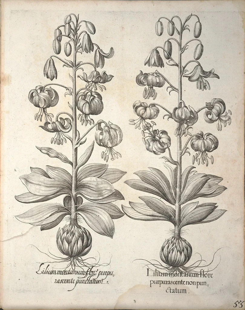 An illustration from Hortus Eystettensis, sive, Diligens et accurata omnium plantarum, florum, stirpium ?ex variis orbis terrae partibus, singulari studio collectarum, quae in celeberrimis viridariis arcem episcopalem ibidem cingentibus, olim conspiciebantur delineatio et ad vivum repraesentatio et advivum repraesentatio opera., 1640, leaf 205