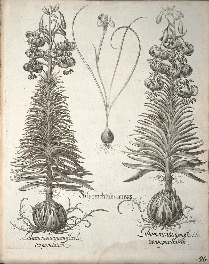 An illustration from Hortus Eystettensis, sive, Diligens et accurata omnium plantarum, florum, stirpium ?ex variis orbis terrae partibus, singulari studio collectarum, quae in celeberrimis viridariis arcem episcopalem ibidem cingentibus, olim conspiciebantur delineatio et ad vivum repraesentatio et advivum repraesentatio opera., 1640, leaf 208