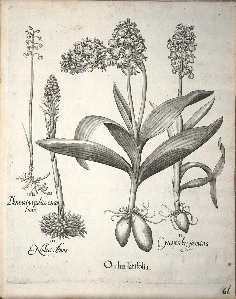 An illustration from Hortus Eystettensis, sive, Diligens et accurata omnium plantarum, florum, stirpium ?ex variis orbis terrae partibus, singulari studio collectarum, quae in celeberrimis viridariis arcem episcopalem ibidem cingentibus, olim conspiciebantur delineatio et ad vivum repraesentatio et advivum repraesentatio opera., 1640, leaf 213