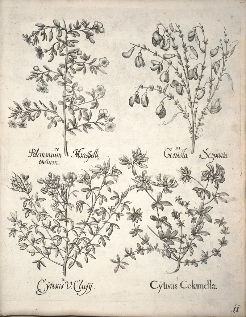 An illustration from Hortus Eystettensis, sive, Diligens et accurata omnium plantarum, florum, stirpium ?ex variis orbis terrae partibus, singulari studio collectarum, quae in celeberrimis viridariis arcem episcopalem ibidem cingentibus, olim conspiciebantur delineatio et ad vivum repraesentatio et advivum repraesentatio opera., 1640, leaf 22