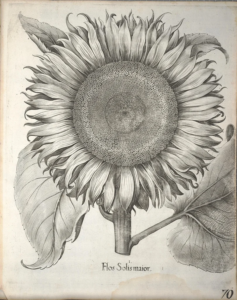 An illustration from Hortus Eystettensis, sive, Diligens et accurata omnium plantarum, florum, stirpium ?ex variis orbis terrae partibus, singulari studio collectarum, quae in celeberrimis viridariis arcem episcopalem ibidem cingentibus, olim conspiciebantur delineatio et ad vivum repraesentatio et advivum repraesentatio opera., 1640, leaf 222