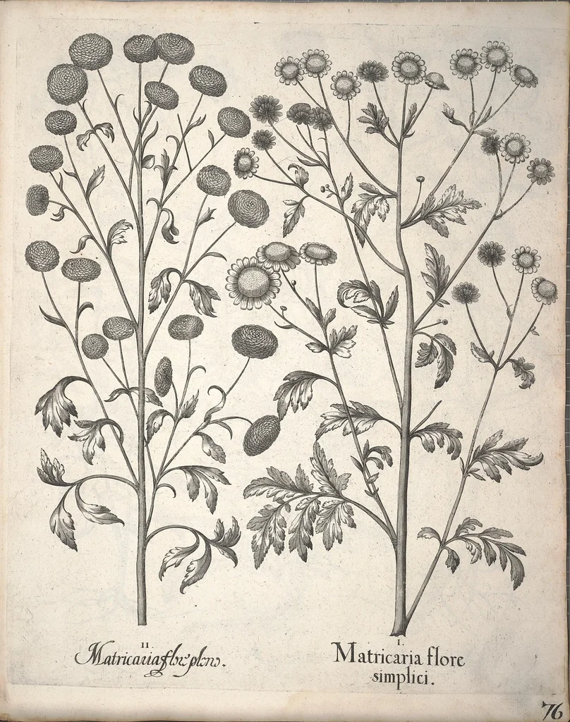 An illustration from Hortus Eystettensis, sive, Diligens et accurata omnium plantarum, florum, stirpium ?ex variis orbis terrae partibus, singulari studio collectarum, quae in celeberrimis viridariis arcem episcopalem ibidem cingentibus, olim conspiciebantur delineatio et ad vivum repraesentatio et advivum repraesentatio opera., 1640, leaf 228