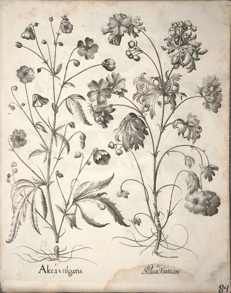 An illustration from Hortus Eystettensis, sive, Diligens et accurata omnium plantarum, florum, stirpium ?ex variis orbis terrae partibus, singulari studio collectarum, quae in celeberrimis viridariis arcem episcopalem ibidem cingentibus, olim conspiciebantur delineatio et ad vivum repraesentatio et advivum repraesentatio opera., 1640, leaf 236