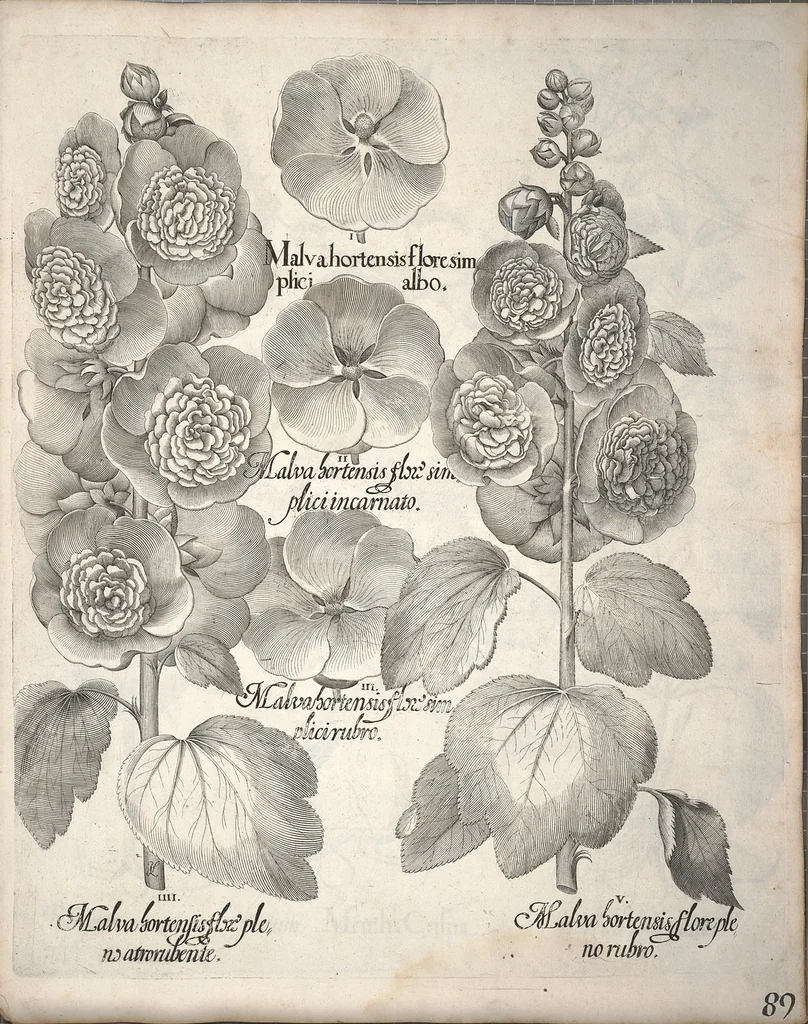 An illustration from Hortus Eystettensis, sive, Diligens et accurata omnium plantarum, florum, stirpium ?ex variis orbis terrae partibus, singulari studio collectarum, quae in celeberrimis viridariis arcem episcopalem ibidem cingentibus, olim conspiciebantur delineatio et ad vivum repraesentatio et advivum repraesentatio opera., 1640, leaf 241