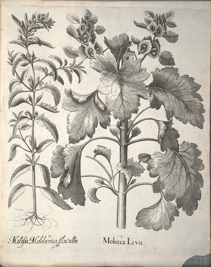 An illustration from Hortus Eystettensis, sive, Diligens et accurata omnium plantarum, florum, stirpium ?ex variis orbis terrae partibus, singulari studio collectarum, quae in celeberrimis viridariis arcem episcopalem ibidem cingentibus, olim conspiciebantur delineatio et ad vivum repraesentatio et advivum repraesentatio opera., 1640, leaf 245
