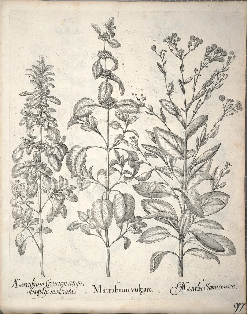 An illustration from Hortus Eystettensis, sive, Diligens et accurata omnium plantarum, florum, stirpium ?ex variis orbis terrae partibus, singulari studio collectarum, quae in celeberrimis viridariis arcem episcopalem ibidem cingentibus, olim conspiciebantur delineatio et ad vivum repraesentatio et advivum repraesentatio opera., 1640, leaf 249