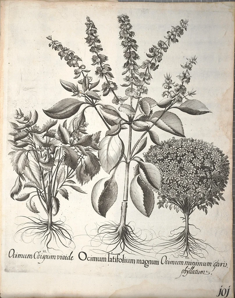 An illustration from Hortus Eystettensis, sive, Diligens et accurata omnium plantarum, florum, stirpium ?ex variis orbis terrae partibus, singulari studio collectarum, quae in celeberrimis viridariis arcem episcopalem ibidem cingentibus, olim conspiciebantur delineatio et ad vivum repraesentatio et advivum repraesentatio opera., 1640, leaf 253
