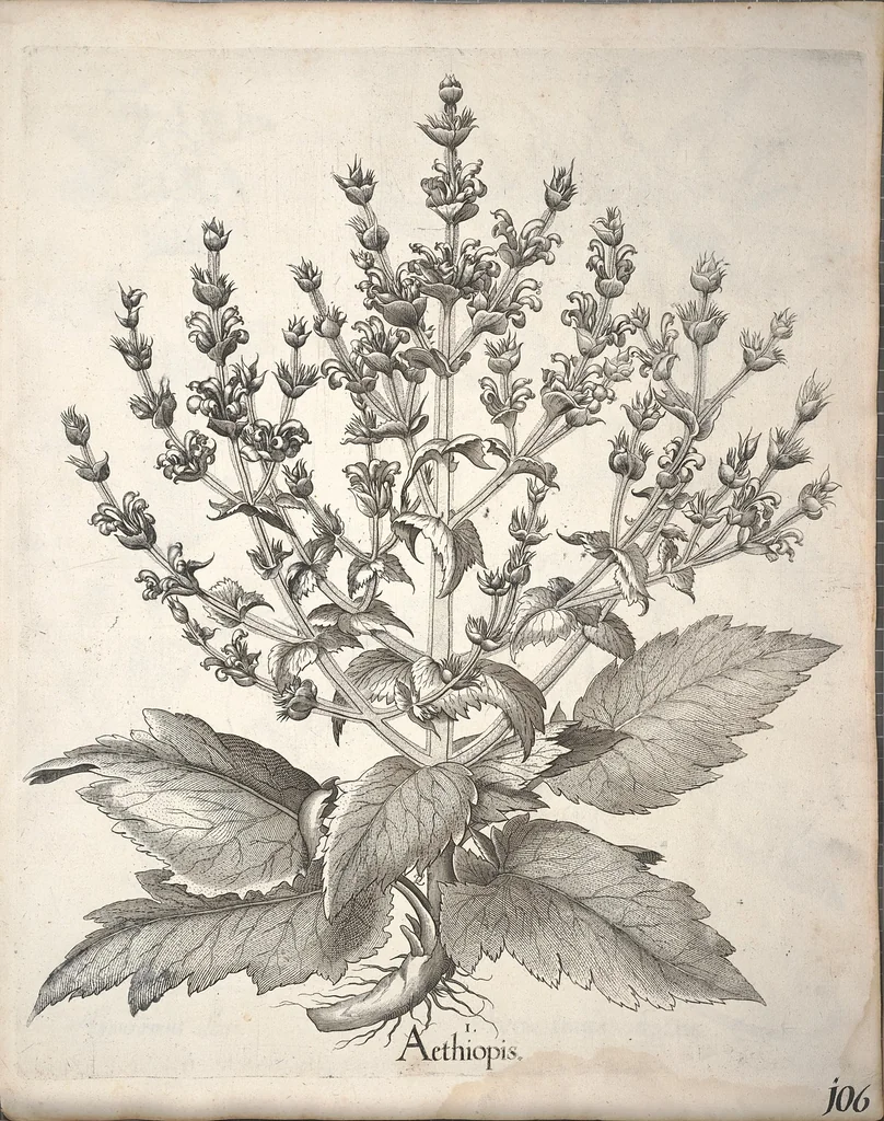An illustration from Hortus Eystettensis, sive, Diligens et accurata omnium plantarum, florum, stirpium ?ex variis orbis terrae partibus, singulari studio collectarum, quae in celeberrimis viridariis arcem episcopalem ibidem cingentibus, olim conspiciebantur delineatio et ad vivum repraesentatio et advivum repraesentatio opera., 1640, leaf 258