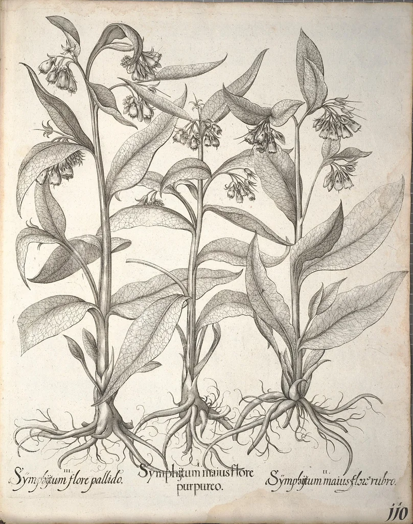 An illustration from Hortus Eystettensis, sive, Diligens et accurata omnium plantarum, florum, stirpium ?ex variis orbis terrae partibus, singulari studio collectarum, quae in celeberrimis viridariis arcem episcopalem ibidem cingentibus, olim conspiciebantur delineatio et ad vivum repraesentatio et advivum repraesentatio opera., 1640, leaf 262