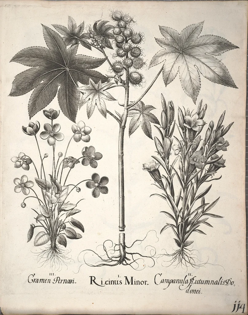 An illustration from Hortus Eystettensis, sive, Diligens et accurata omnium plantarum, florum, stirpium ?ex variis orbis terrae partibus, singulari studio collectarum, quae in celeberrimis viridariis arcem episcopalem ibidem cingentibus, olim conspiciebantur delineatio et ad vivum repraesentatio et advivum repraesentatio opera., 1640, leaf 266