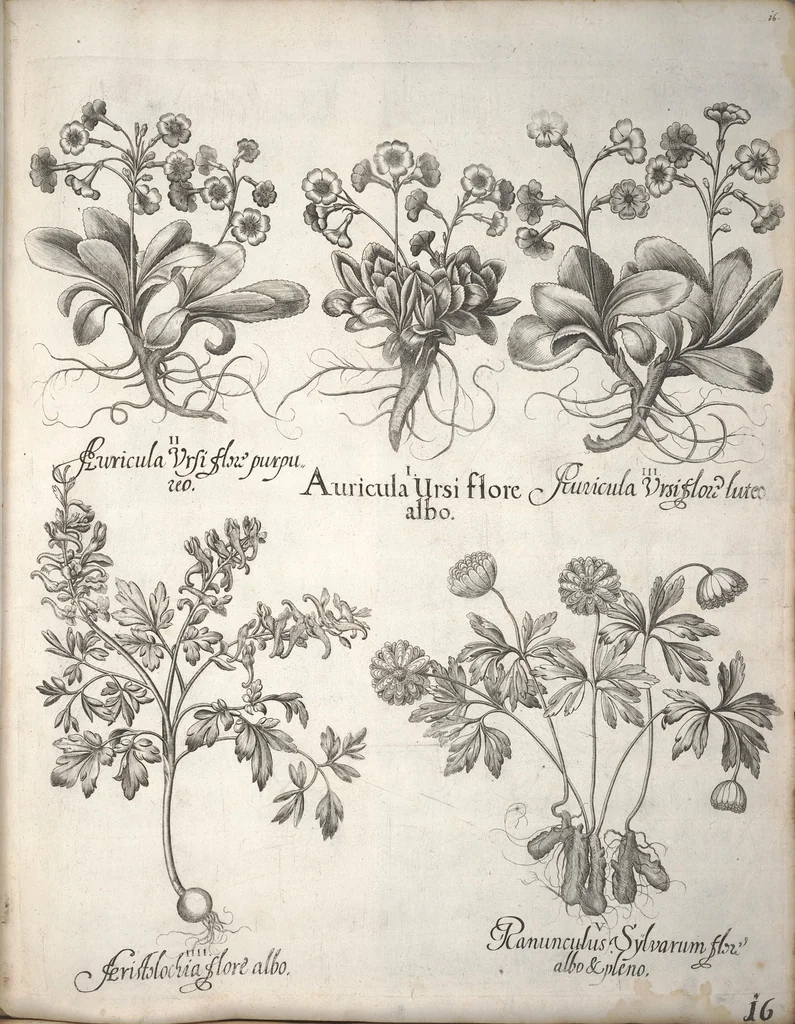 An illustration from Hortus Eystettensis, sive, Diligens et accurata omnium plantarum, florum, stirpium ?ex variis orbis terrae partibus, singulari studio collectarum, quae in celeberrimis viridariis arcem episcopalem ibidem cingentibus, olim conspiciebantur delineatio et ad vivum repraesentatio et advivum repraesentatio opera., 1640, leaf 27