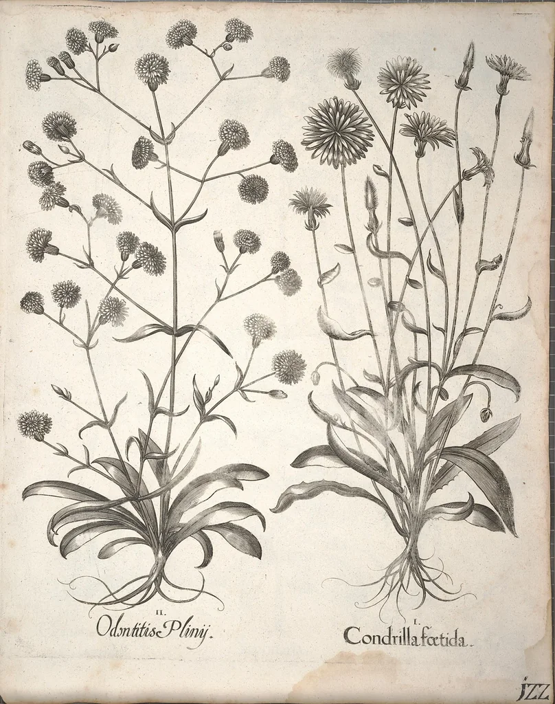 An illustration from Hortus Eystettensis, sive, Diligens et accurata omnium plantarum, florum, stirpium ?ex variis orbis terrae partibus, singulari studio collectarum, quae in celeberrimis viridariis arcem episcopalem ibidem cingentibus, olim conspiciebantur delineatio et ad vivum repraesentatio et advivum repraesentatio opera., 1640, leaf 274