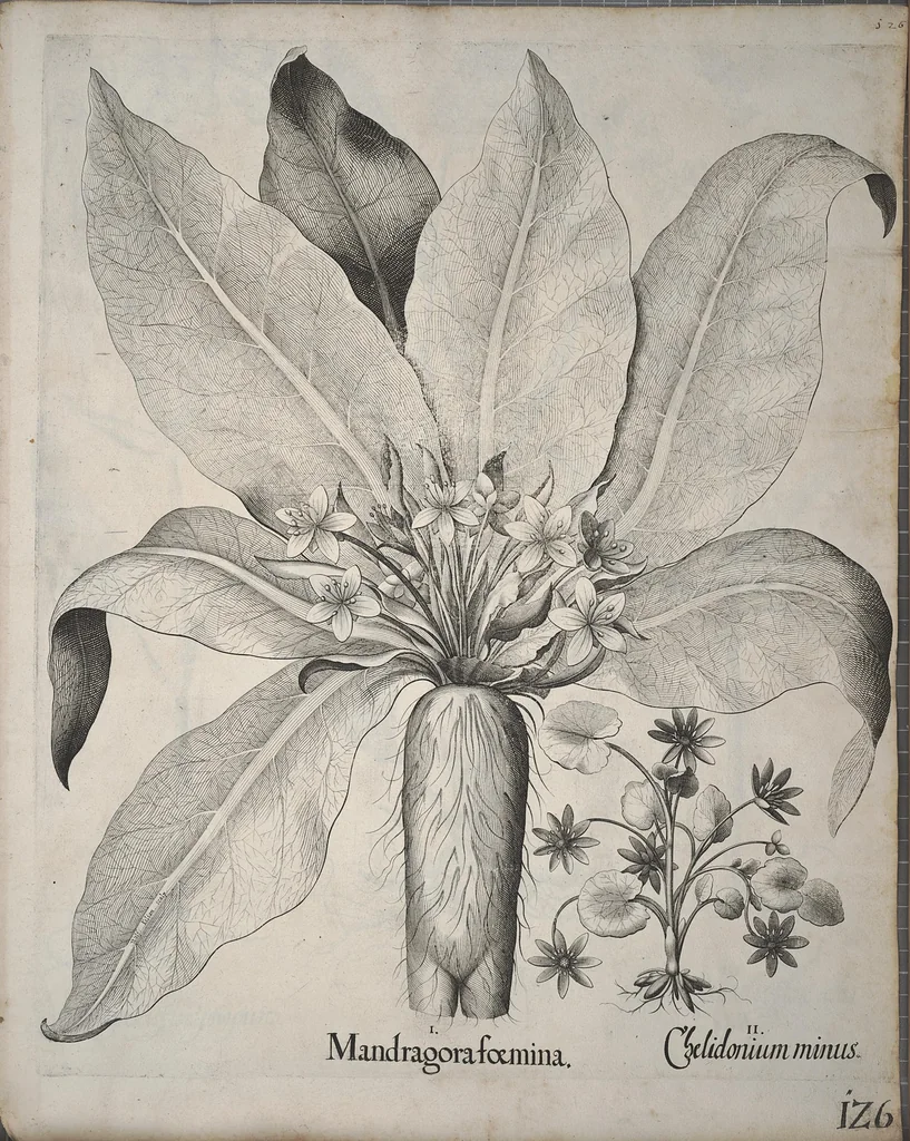An illustration from Hortus Eystettensis, sive, Diligens et accurata omnium plantarum, florum, stirpium ?ex variis orbis terrae partibus, singulari studio collectarum, quae in celeberrimis viridariis arcem episcopalem ibidem cingentibus, olim conspiciebantur delineatio et ad vivum repraesentatio et advivum repraesentatio opera., 1640, leaf 278