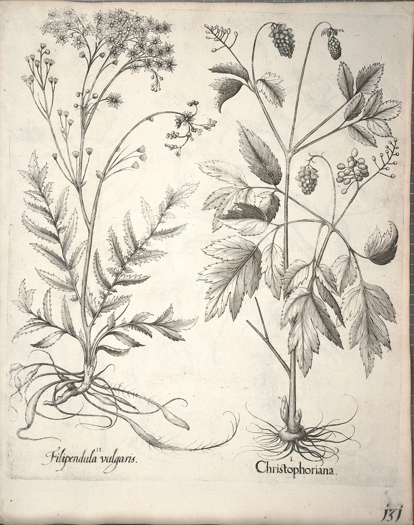 An illustration from Hortus Eystettensis, sive, Diligens et accurata omnium plantarum, florum, stirpium ?ex variis orbis terrae partibus, singulari studio collectarum, quae in celeberrimis viridariis arcem episcopalem ibidem cingentibus, olim conspiciebantur delineatio et ad vivum repraesentatio et advivum repraesentatio opera., 1640, leaf 283