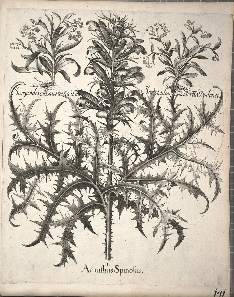 An illustration from Hortus Eystettensis, sive, Diligens et accurata omnium plantarum, florum, stirpium ?ex variis orbis terrae partibus, singulari studio collectarum, quae in celeberrimis viridariis arcem episcopalem ibidem cingentibus, olim conspiciebantur delineatio et ad vivum repraesentatio et advivum repraesentatio opera., 1640, leaf 293