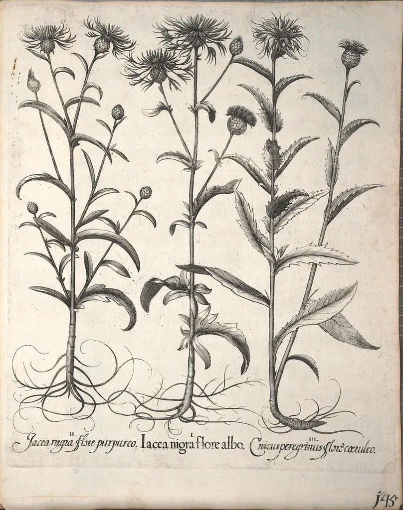 An illustration from Hortus Eystettensis, sive, Diligens et accurata omnium plantarum, florum, stirpium ?ex variis orbis terrae partibus, singulari studio collectarum, quae in celeberrimis viridariis arcem episcopalem ibidem cingentibus, olim conspiciebantur delineatio et ad vivum repraesentatio et advivum repraesentatio opera., 1640, leaf 297
