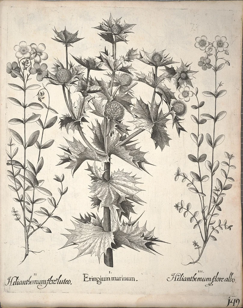An illustration from Hortus Eystettensis, sive, Diligens et accurata omnium plantarum, florum, stirpium ?ex variis orbis terrae partibus, singulari studio collectarum, quae in celeberrimis viridariis arcem episcopalem ibidem cingentibus, olim conspiciebantur delineatio et ad vivum repraesentatio et advivum repraesentatio opera., 1640, leaf 301