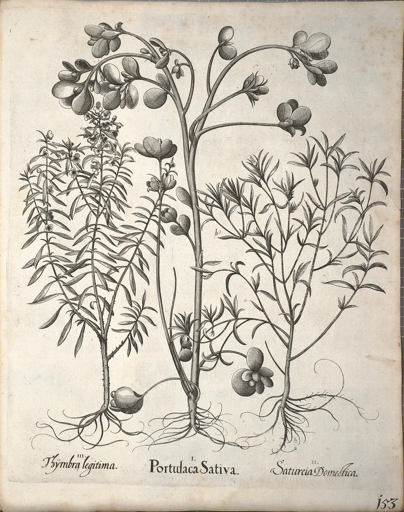An illustration from Hortus Eystettensis, sive, Diligens et accurata omnium plantarum, florum, stirpium ?ex variis orbis terrae partibus, singulari studio collectarum, quae in celeberrimis viridariis arcem episcopalem ibidem cingentibus, olim conspiciebantur delineatio et ad vivum repraesentatio et advivum repraesentatio opera., 1640, leaf 305