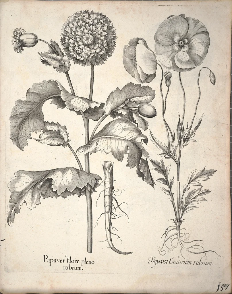 An illustration from Hortus Eystettensis, sive, Diligens et accurata omnium plantarum, florum, stirpium ?ex variis orbis terrae partibus, singulari studio collectarum, quae in celeberrimis viridariis arcem episcopalem ibidem cingentibus, olim conspiciebantur delineatio et ad vivum repraesentatio et advivum repraesentatio opera., 1640, leaf 309