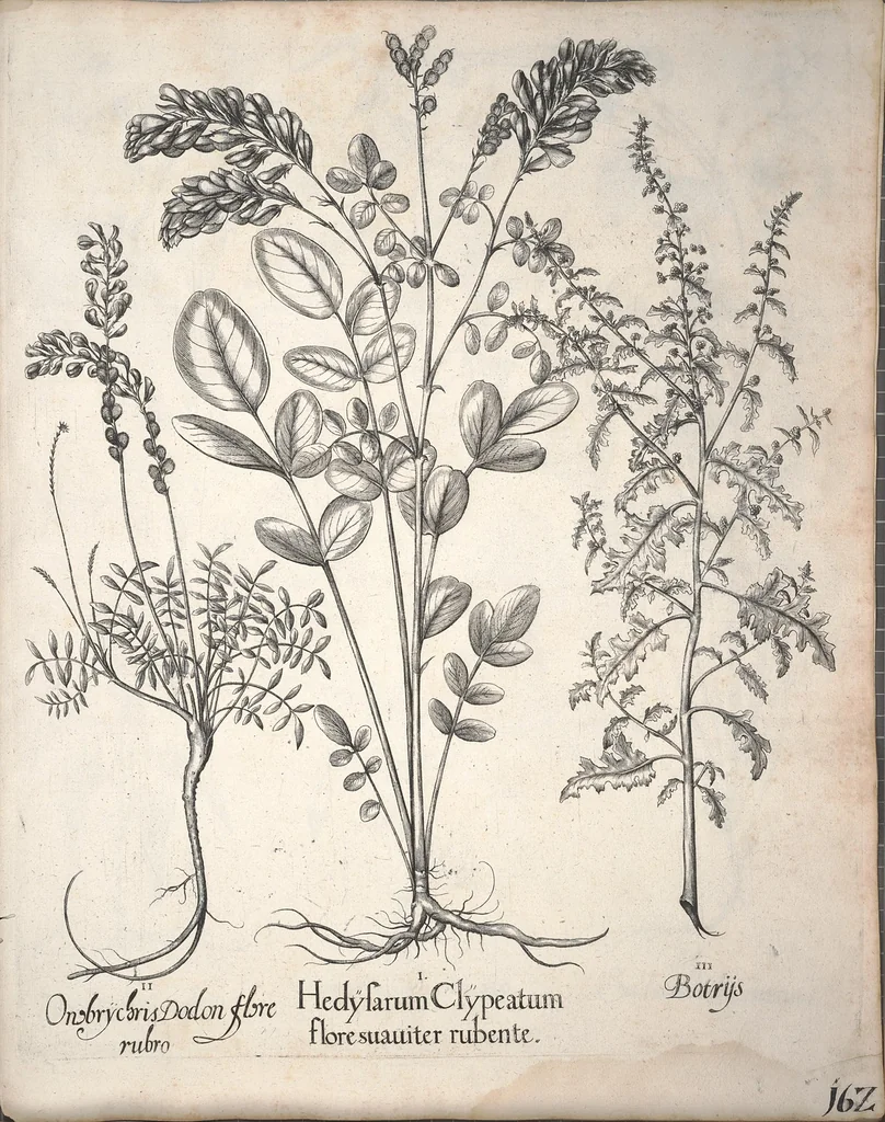 An illustration from Hortus Eystettensis, sive, Diligens et accurata omnium plantarum, florum, stirpium ?ex variis orbis terrae partibus, singulari studio collectarum, quae in celeberrimis viridariis arcem episcopalem ibidem cingentibus, olim conspiciebantur delineatio et ad vivum repraesentatio et advivum repraesentatio opera., 1640, leaf 314