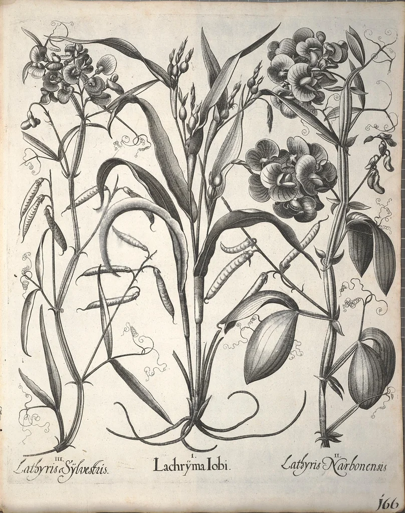 An illustration from Hortus Eystettensis, sive, Diligens et accurata omnium plantarum, florum, stirpium ?ex variis orbis terrae partibus, singulari studio collectarum, quae in celeberrimis viridariis arcem episcopalem ibidem cingentibus, olim conspiciebantur delineatio et ad vivum repraesentatio et advivum repraesentatio opera., 1640, leaf 318