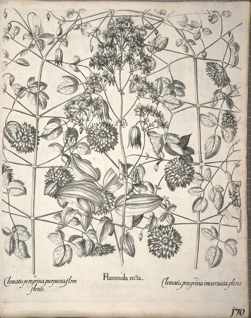 An illustration from Hortus Eystettensis, sive, Diligens et accurata omnium plantarum, florum, stirpium ?ex variis orbis terrae partibus, singulari studio collectarum, quae in celeberrimis viridariis arcem episcopalem ibidem cingentibus, olim conspiciebantur delineatio et ad vivum repraesentatio et advivum repraesentatio opera., 1640, leaf 322