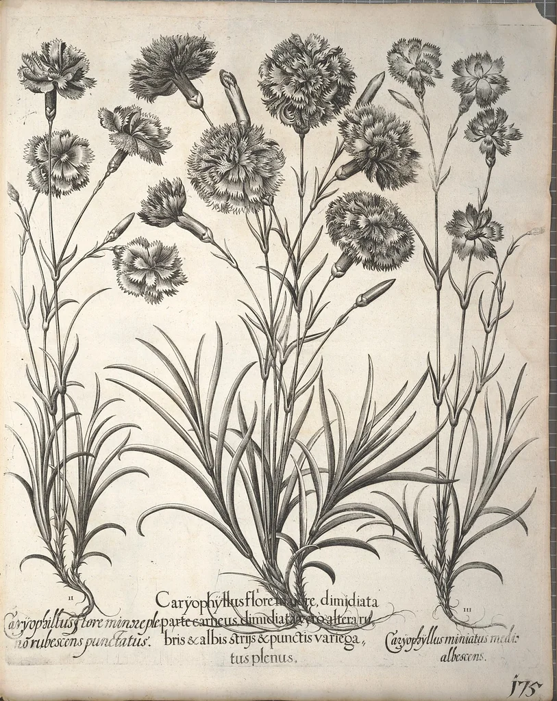 An illustration from Hortus Eystettensis, sive, Diligens et accurata omnium plantarum, florum, stirpium ?ex variis orbis terrae partibus, singulari studio collectarum, quae in celeberrimis viridariis arcem episcopalem ibidem cingentibus, olim conspiciebantur delineatio et ad vivum repraesentatio et advivum repraesentatio opera., 1640, leaf 327
