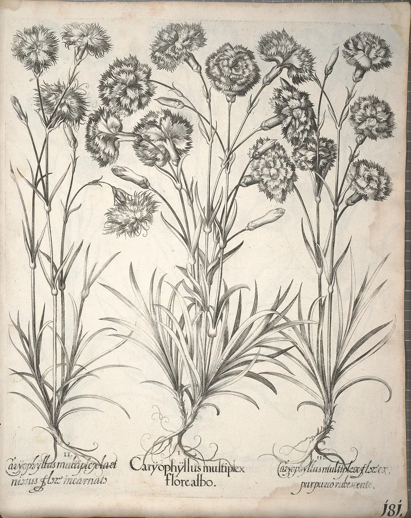 An illustration from Hortus Eystettensis, sive, Diligens et accurata omnium plantarum, florum, stirpium ?ex variis orbis terrae partibus, singulari studio collectarum, quae in celeberrimis viridariis arcem episcopalem ibidem cingentibus, olim conspiciebantur delineatio et ad vivum repraesentatio et advivum repraesentatio opera., 1640, leaf 333