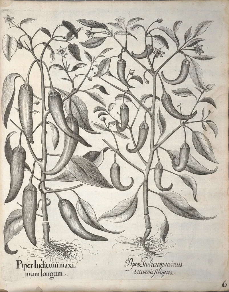 An illustration from Hortus Eystettensis, sive, Diligens et accurata omnium plantarum, florum, stirpium ?ex variis orbis terrae partibus, singulari studio collectarum, quae in celeberrimis viridariis arcem episcopalem ibidem cingentibus, olim conspiciebantur delineatio et ad vivum repraesentatio et advivum repraesentatio opera., 1640, leaf 346