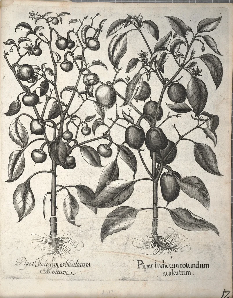 An illustration from Hortus Eystettensis, sive, Diligens et accurata omnium plantarum, florum, stirpium ?ex variis orbis terrae partibus, singulari studio collectarum, quae in celeberrimis viridariis arcem episcopalem ibidem cingentibus, olim conspiciebantur delineatio et ad vivum repraesentatio et advivum repraesentatio opera., 1640, leaf 352