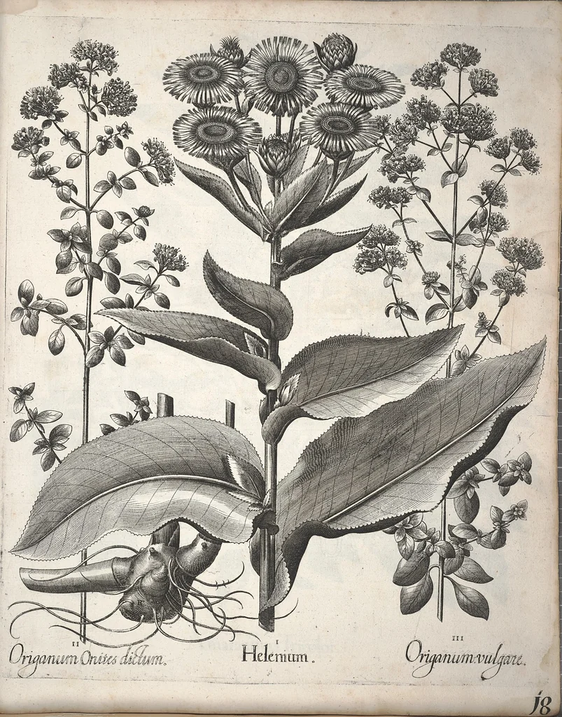 An illustration from Hortus Eystettensis, sive, Diligens et accurata omnium plantarum, florum, stirpium ?ex variis orbis terrae partibus, singulari studio collectarum, quae in celeberrimis viridariis arcem episcopalem ibidem cingentibus, olim conspiciebantur delineatio et ad vivum repraesentatio et advivum repraesentatio opera., 1640, leaf 358