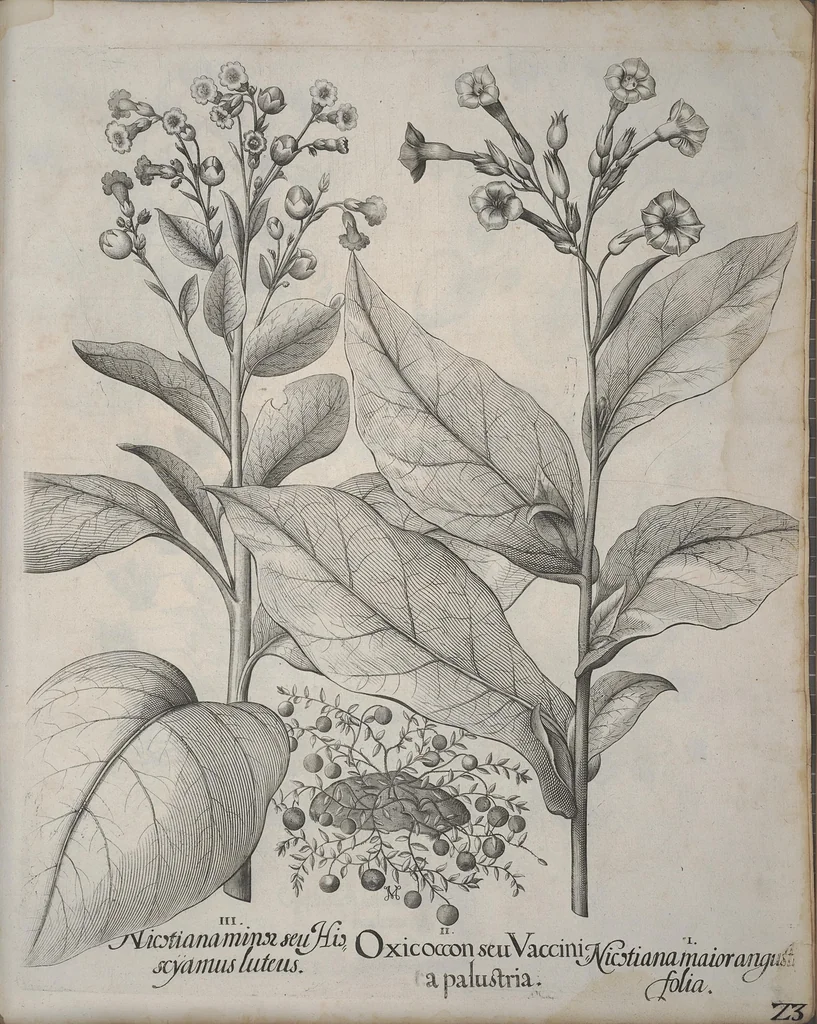 An illustration from Hortus Eystettensis, sive, Diligens et accurata omnium plantarum, florum, stirpium ?ex variis orbis terrae partibus, singulari studio collectarum, quae in celeberrimis viridariis arcem episcopalem ibidem cingentibus, olim conspiciebantur delineatio et ad vivum repraesentatio et advivum repraesentatio opera., 1640, leaf 363