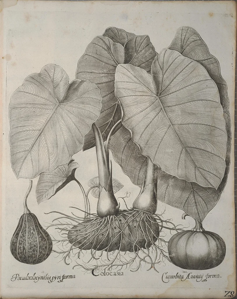 An illustration from Hortus Eystettensis, sive, Diligens et accurata omnium plantarum, florum, stirpium ?ex variis orbis terrae partibus, singulari studio collectarum, quae in celeberrimis viridariis arcem episcopalem ibidem cingentibus, olim conspiciebantur delineatio et ad vivum repraesentatio et advivum repraesentatio opera., 1640, leaf 368