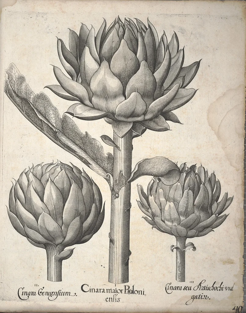 An illustration from Hortus Eystettensis, sive, Diligens et accurata omnium plantarum, florum, stirpium ?ex variis orbis terrae partibus, singulari studio collectarum, quae in celeberrimis viridariis arcem episcopalem ibidem cingentibus, olim conspiciebantur delineatio et ad vivum repraesentatio et advivum repraesentatio opera., 1640, leaf 380