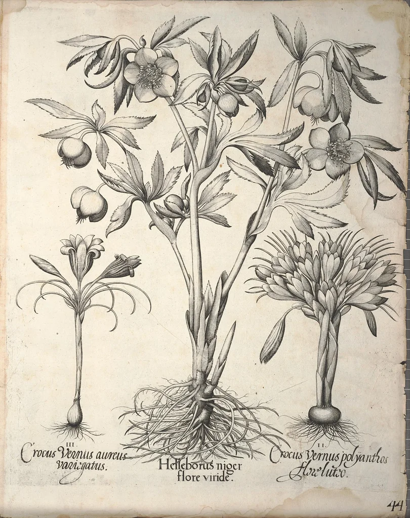 An illustration from Hortus Eystettensis, sive, Diligens et accurata omnium plantarum, florum, stirpium ?ex variis orbis terrae partibus, singulari studio collectarum, quae in celeberrimis viridariis arcem episcopalem ibidem cingentibus, olim conspiciebantur delineatio et ad vivum repraesentatio et advivum repraesentatio opera., 1640, leaf 384
