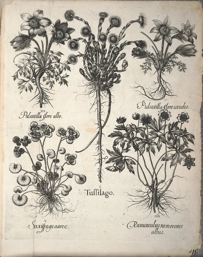 An illustration from Hortus Eystettensis, sive, Diligens et accurata omnium plantarum, florum, stirpium ?ex variis orbis terrae partibus, singulari studio collectarum, quae in celeberrimis viridariis arcem episcopalem ibidem cingentibus, olim conspiciebantur delineatio et ad vivum repraesentatio et advivum repraesentatio opera., 1640, leaf 388