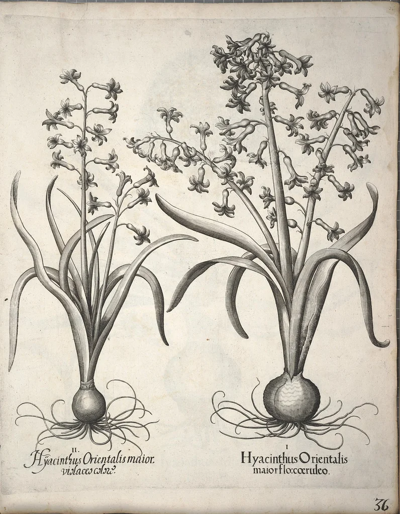 An illustration from Hortus Eystettensis, sive, Diligens et accurata omnium plantarum, florum, stirpium ?ex variis orbis terrae partibus, singulari studio collectarum, quae in celeberrimis viridariis arcem episcopalem ibidem cingentibus, olim conspiciebantur delineatio et ad vivum repraesentatio et advivum repraesentatio opera., 1640, leaf 47