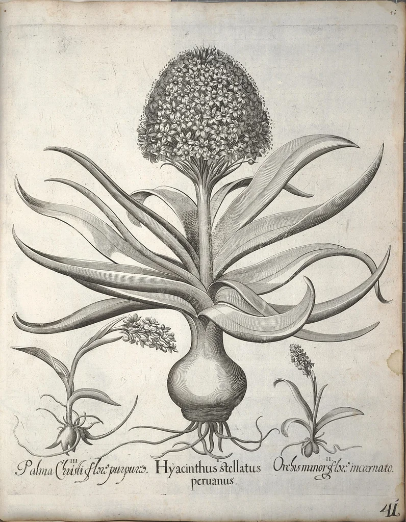 An illustration from Hortus Eystettensis, sive, Diligens et accurata omnium plantarum, florum, stirpium ?ex variis orbis terrae partibus, singulari studio collectarum, quae in celeberrimis viridariis arcem episcopalem ibidem cingentibus, olim conspiciebantur delineatio et ad vivum repraesentatio et advivum repraesentatio opera., 1640, leaf 52