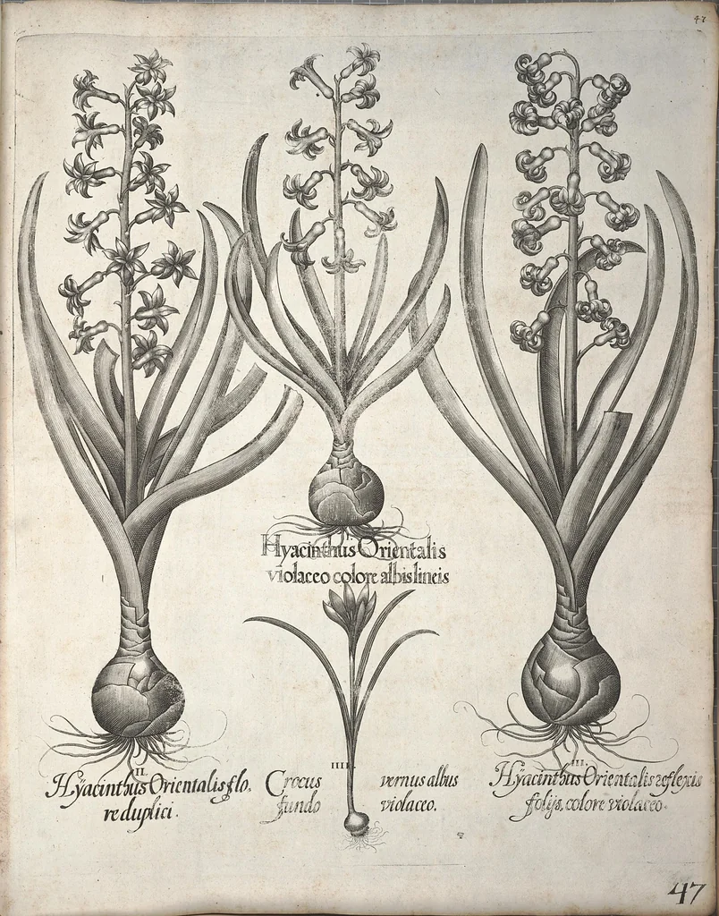 An illustration from Hortus Eystettensis, sive, Diligens et accurata omnium plantarum, florum, stirpium ?ex variis orbis terrae partibus, singulari studio collectarum, quae in celeberrimis viridariis arcem episcopalem ibidem cingentibus, olim conspiciebantur delineatio et ad vivum repraesentatio et advivum repraesentatio opera., 1640, leaf 58