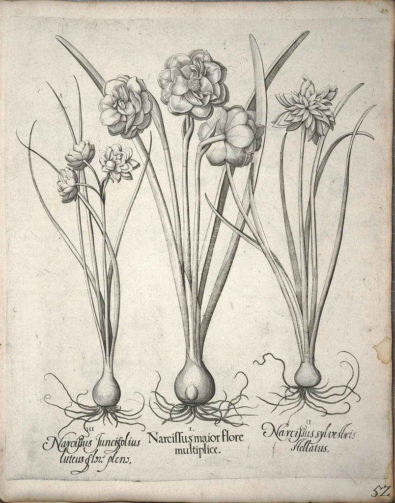 An illustration from Hortus Eystettensis, sive, Diligens et accurata omnium plantarum, florum, stirpium ?ex variis orbis terrae partibus, singulari studio collectarum, quae in celeberrimis viridariis arcem episcopalem ibidem cingentibus, olim conspiciebantur delineatio et ad vivum repraesentatio et advivum repraesentatio opera., 1640, leaf 63
