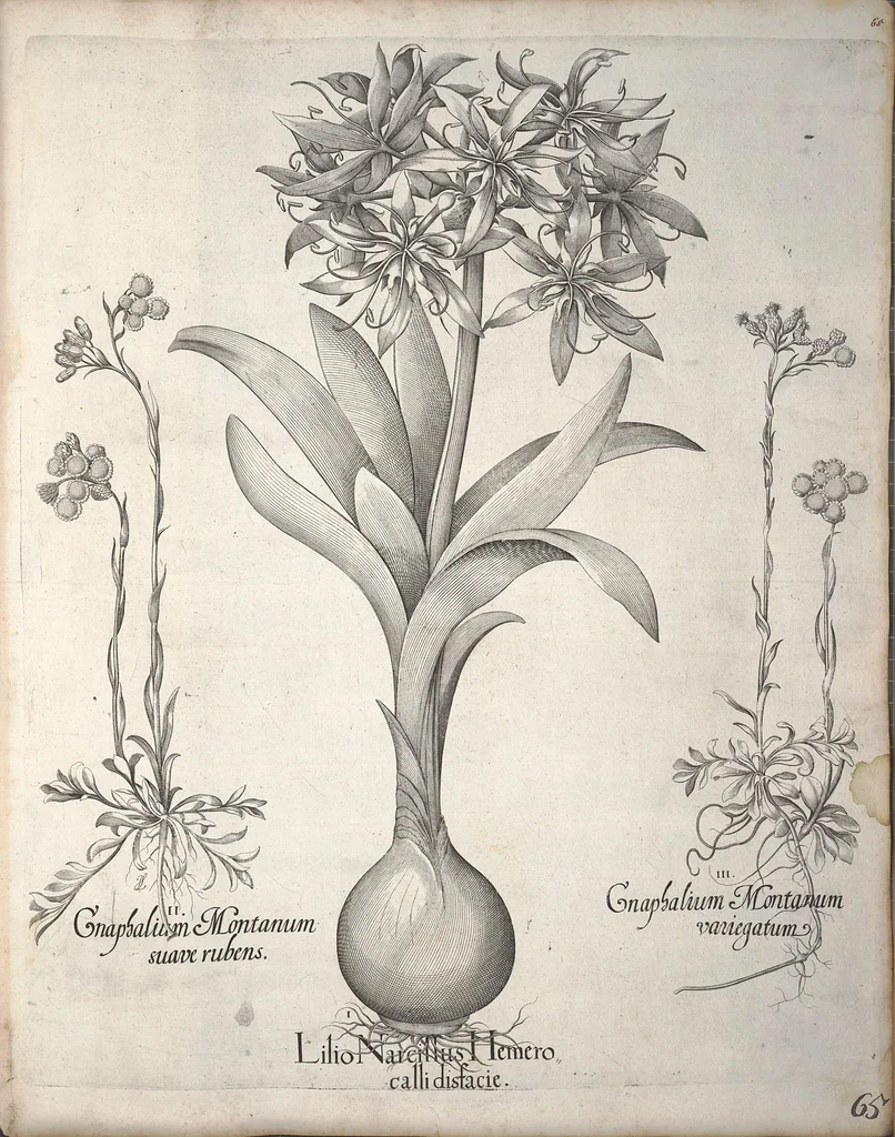 An illustration from Hortus Eystettensis, sive, Diligens et accurata omnium plantarum, florum, stirpium ?ex variis orbis terrae partibus, singulari studio collectarum, quae in celeberrimis viridariis arcem episcopalem ibidem cingentibus, olim conspiciebantur delineatio et ad vivum repraesentatio et advivum repraesentatio opera., 1640, leaf 76